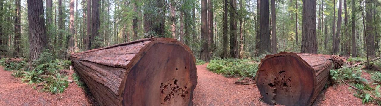 Glamping In The Redwoods With A Hot Tub! Garberville Exterior foto