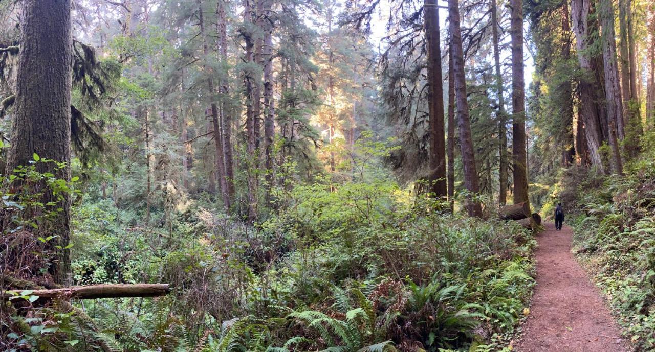 Glamping In The Redwoods With A Hot Tub! Garberville Exterior foto